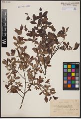 Foto von Salix aurita L. x Salix myrtilloides L.